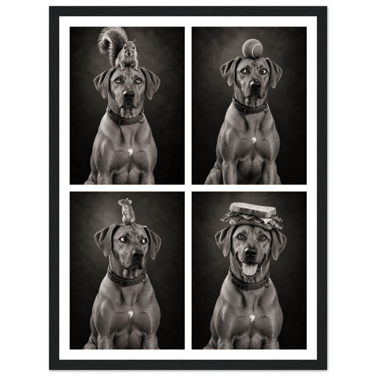 Personalised Funny Dog Portraits - Four-in-One Framed Print - Hobbster