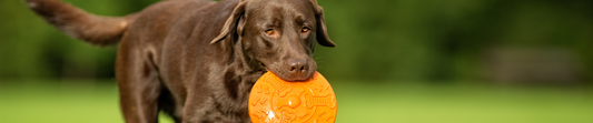 Why Is My Labrador Always Hungry? The Science Behind the Appetite, and How to Keep Your Lab Lean