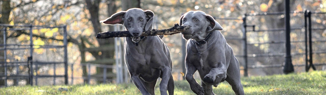 A Noble Legacy: Tracing the History of the Weimaraner Breed: Part 1 - Hobbster