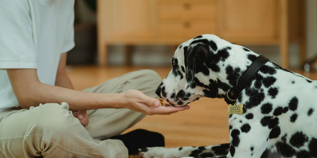Dog Nutrition in 2026: Fresh Food vs Kibble, Safe Human Foods, Homemade Recipes, and High-Protein Diets - Hobbster
