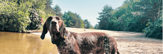 Understanding the German Shorthaired Pointer - Hobbster