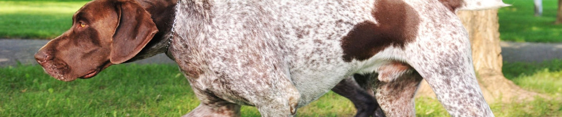 Understanding the German Shorthaired Pointer - Hobbster
