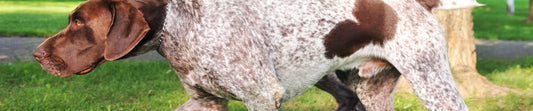 Understanding the German Shorthaired Pointer - Hobbster