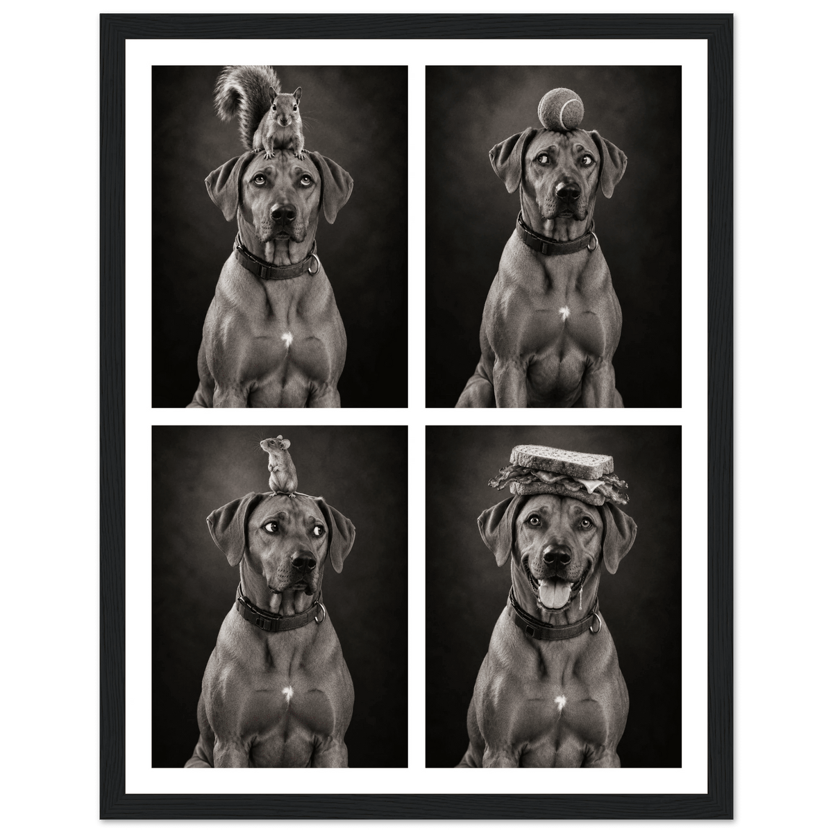 Personalised Funny Dog Portraits - Four-in-One Framed Print - Hobbster