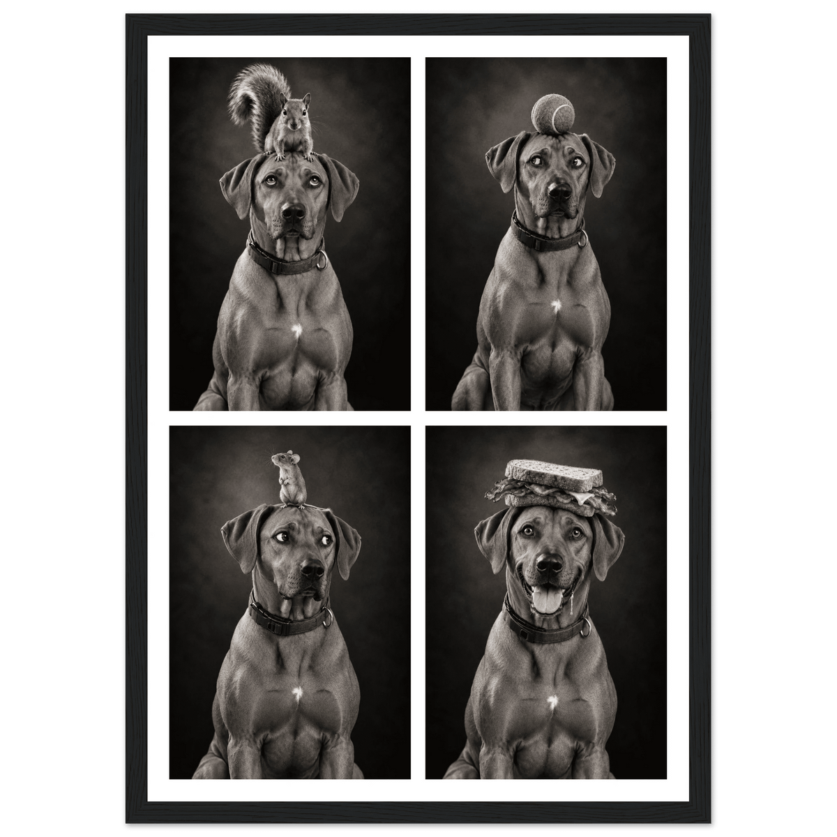 Personalised Funny Dog Portraits - Four-in-One Framed Print - Hobbster