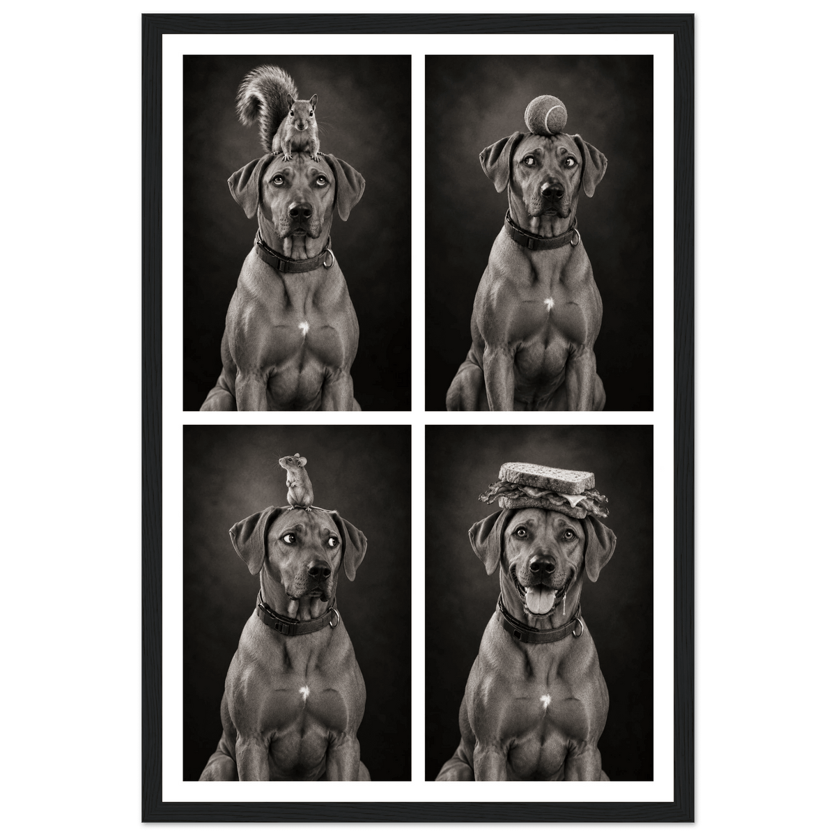 Personalised Funny Dog Portraits - Four-in-One Framed Print - Hobbster