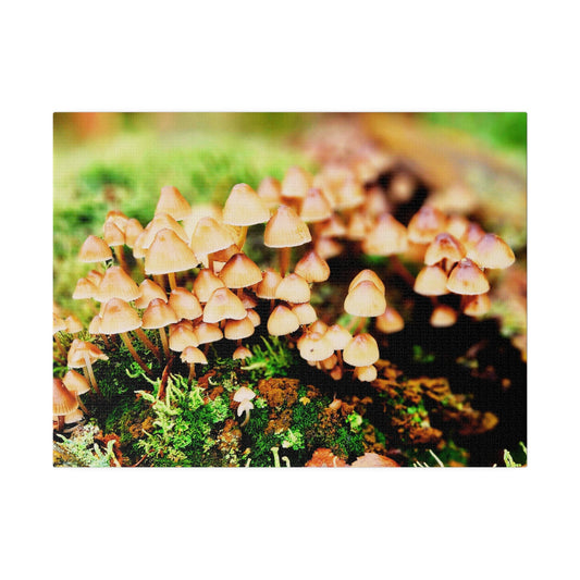 Matte Canvas Picture of Wild Mushrooms, Stretched, 0.75" - Hobbster